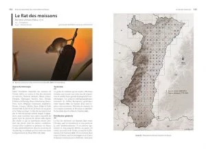 Rat des moissons, atlas, baobab, Gepma, mammifère, Alsace,