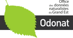 Odonat